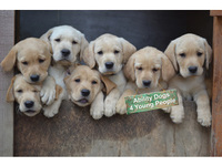 Ability Dogs 4 Young People Newport Charity Shop - Wightbay.com