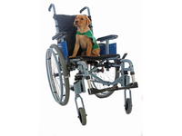 Ability Dogs 4 Young People Shanklin Auction Charity Shop - Wightbay.com