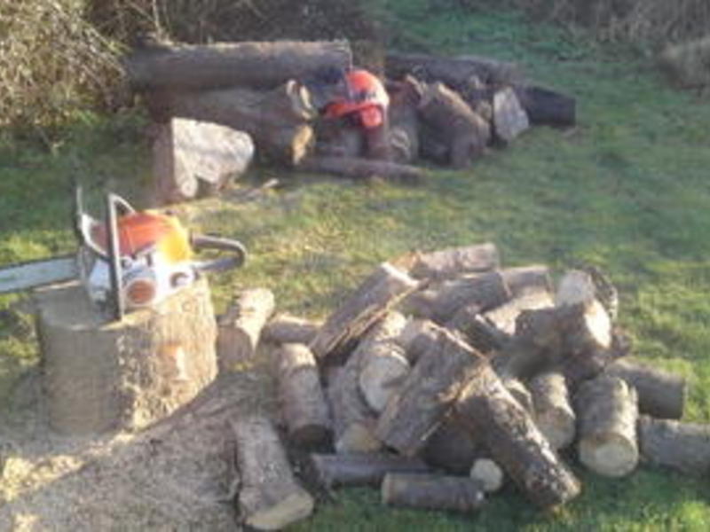 LOGGING-LOG SPLITTING SERVICE-TREE cutting services, ash-services in Ryde