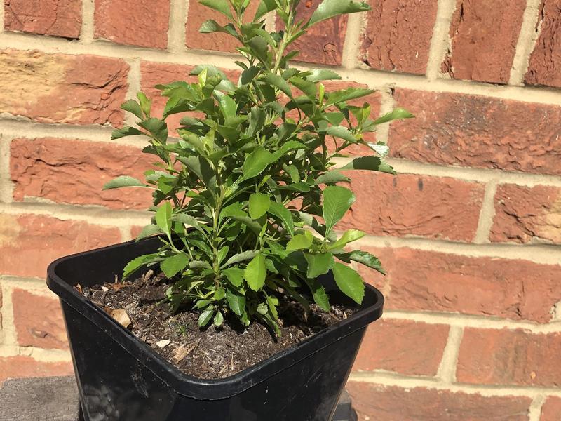 Glossy Abelia shrub in Shanklin