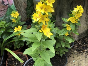 Marginal and pond plant L. Punctata  in Shanklin