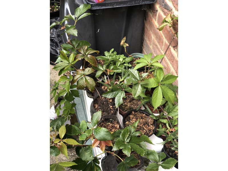 Virginia Creeper Farming and Agricultural Supplies in Shanklin
