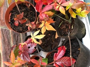 Virginia Creeper in Shanklin