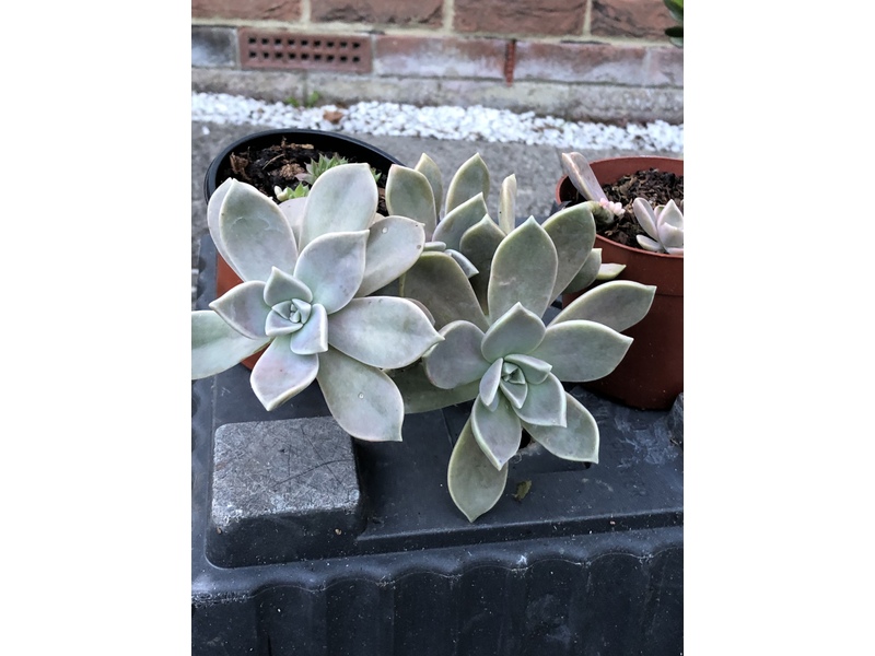 Graptopetalum in Shanklin