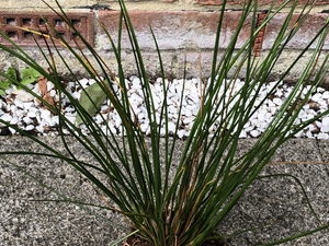 Pond and Marginal plant in Shanklin