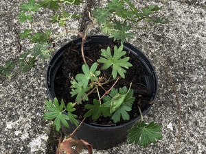 Hardy Geranium Marginal Pond Plant