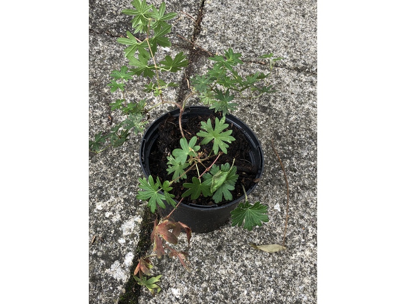 Hardy Geranium Marginal Pond Plant