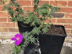 Hardy Geranium Marginal Pond Plant in Shanklin