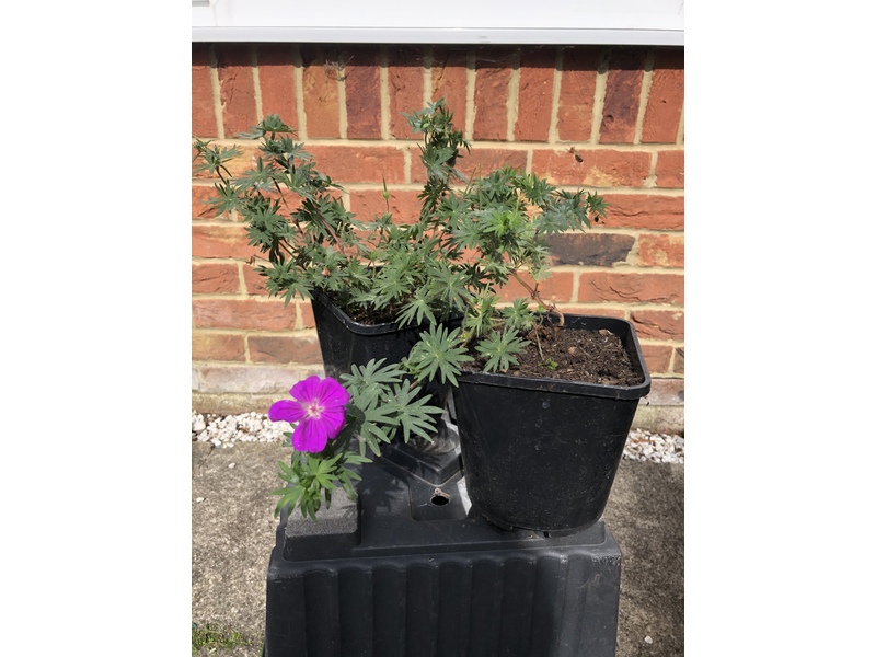 Hardy Geranium Marginal Pond Plant in Shanklin