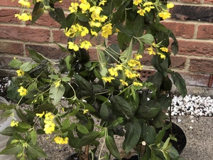 Yellow Bugle / Ajuga  in Shanklin