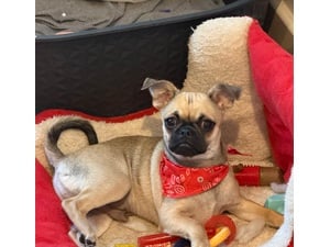 Gorgeous Baby Chug Puppy Chihuahua X Pug  in Newport For Sale