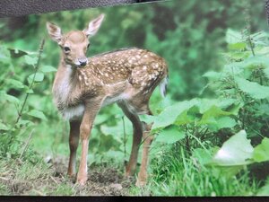 Fallow Deer greetings card, blank inside £1 each, 4 available. in Sandown