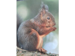 Red Squirrel Greetings Card, blank with envelope, £1, Sandown  in Sandown