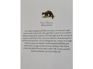 Pine Martins Greetings Card, blank w.envelope £1, Sandown