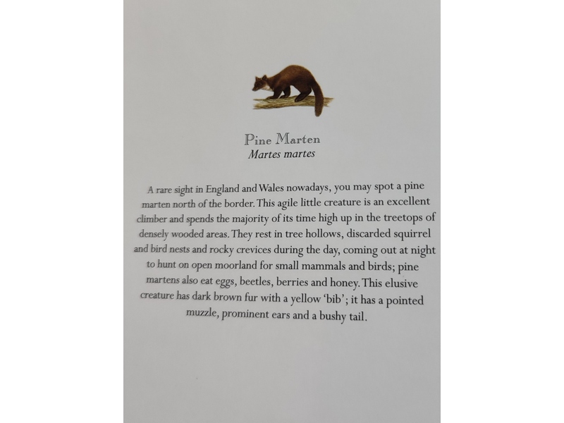 Pine Martins Greetings Card, blank w.envelope £1, Sandown