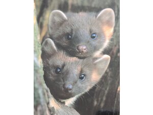 Pine Martins Greetings Card, blank w.envelope £1, Sandown in Sandown