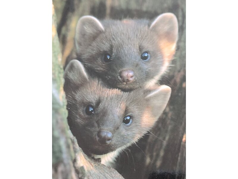Pine Martins Greetings Card, blank w.envelope £1, Sandown in Sandown