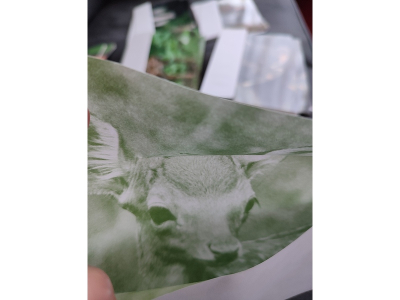Pine Martins Greetings Card, blank w.envelope £1, Sandown Bizarre Bazaar in Sandown