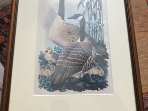 Canada Goose Print in Newport
