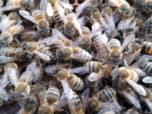 SWARM HELP /  BEE SWARM COLLECTION FOR HONEY BEES Lawnmowers and Trimmers