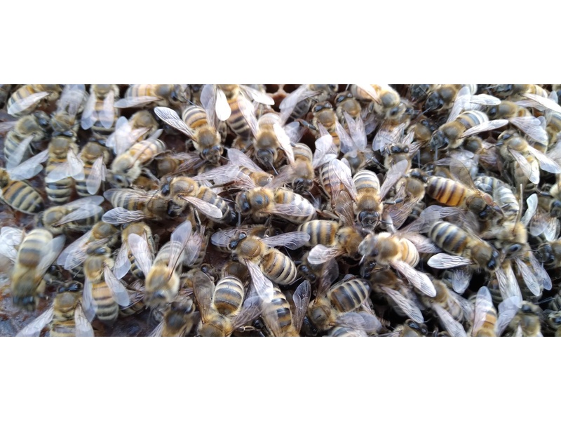 SWARM HELP /  BEE SWARM COLLECTION FOR HONEY BEES Lawnmowers and Trimmers