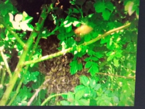 SWARM HELP /  BEE SWARM COLLECTION FOR HONEY BEES Lawnmowers and Trimmers in Ventnor