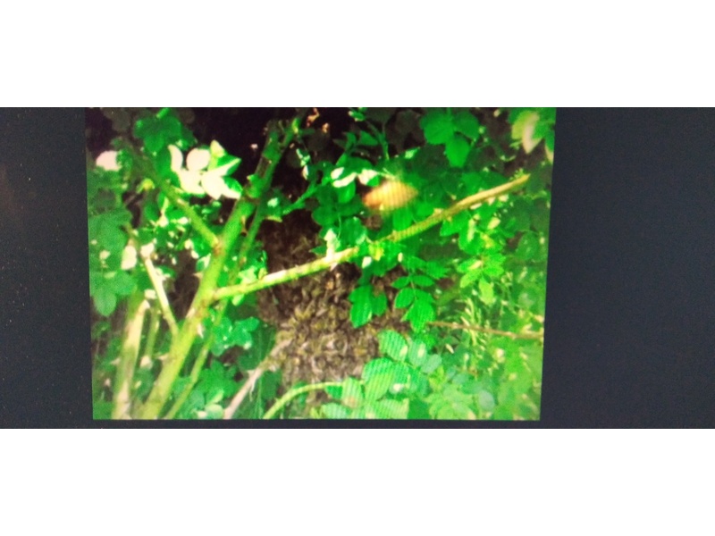 SWARM HELP /  BEE SWARM COLLECTION FOR HONEY BEES Lawnmowers and Trimmers in Ventnor