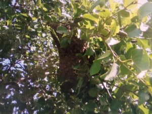 SWARM HELP /  BEE SWARM COLLECTION FOR HONEY BEES in Ventnor