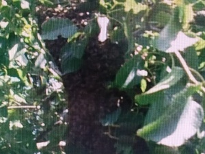 SWARM HELP /  BEE SWARM COLLECTION FOR HONEY BEES