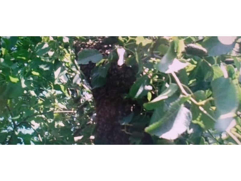 SWARM HELP /  BEE SWARM COLLECTION FOR HONEY BEES