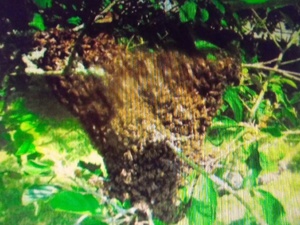 SWARM HELP /  BEE SWARM COLLECTION FOR HONEY BEES in Ventnor