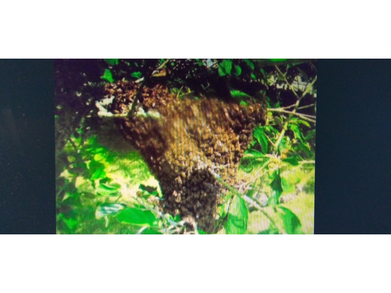 SWARM HELP /  BEE SWARM COLLECTION FOR HONEY BEES in Ventnor