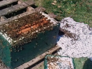 SWARM HELP /  BEE SWARM COLLECTION FOR HONEY BEES in Ventnor