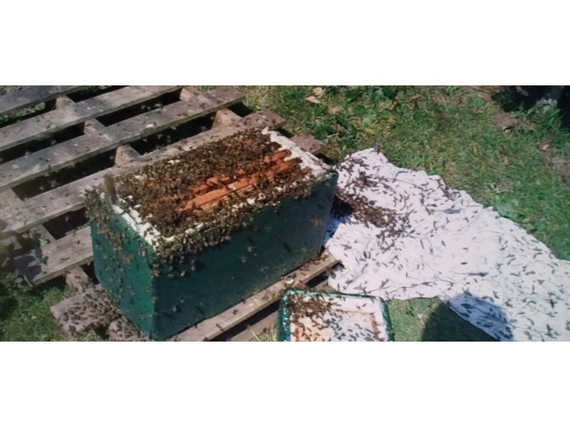 SWARM HELP /  BEE SWARM COLLECTION FOR HONEY BEES in Ventnor