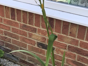 Yellow Dutch Iris in Shanklin