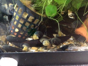 Aquatic tropical Rabbit Snails in Newport For Sale