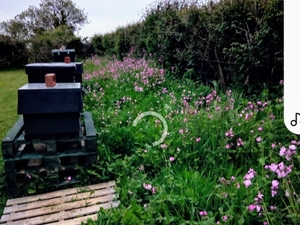 HONEY BEES.  SWARM COLLECTION FOR HONEY  BEES Other Garden Items