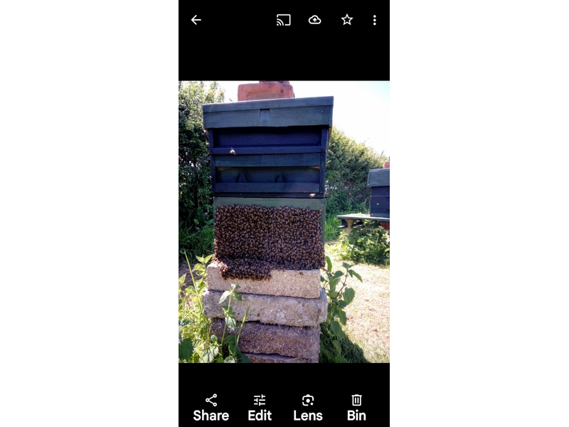 HONEY BEES.  SWARM COLLECTION FOR HONEY  BEES in Ventnor