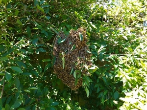 SWARM HELP FOR HONEY BEES . PLEASE CALL ME.   .   in Ventnor