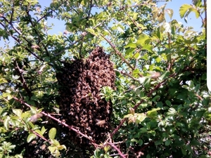 SWARM HELP FOR HONEY BEES . PLEASE CALL ME.   .   in Ventnor