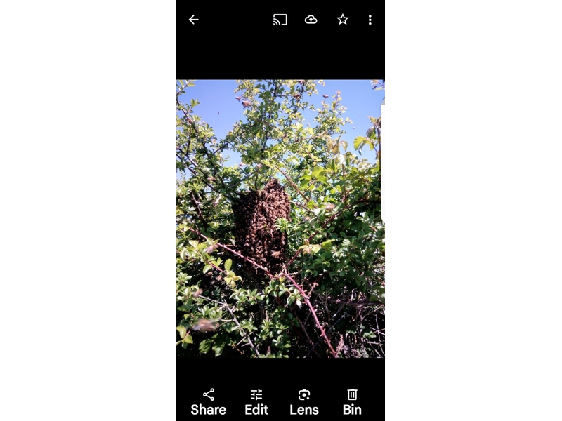 SWARM HELP FOR HONEY BEES . PLEASE CALL ME.   .   in Ventnor