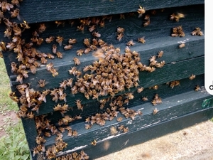 SWARM HELP FOR HONEY BEES . PLEASE CALL ME.   .   in Ventnor