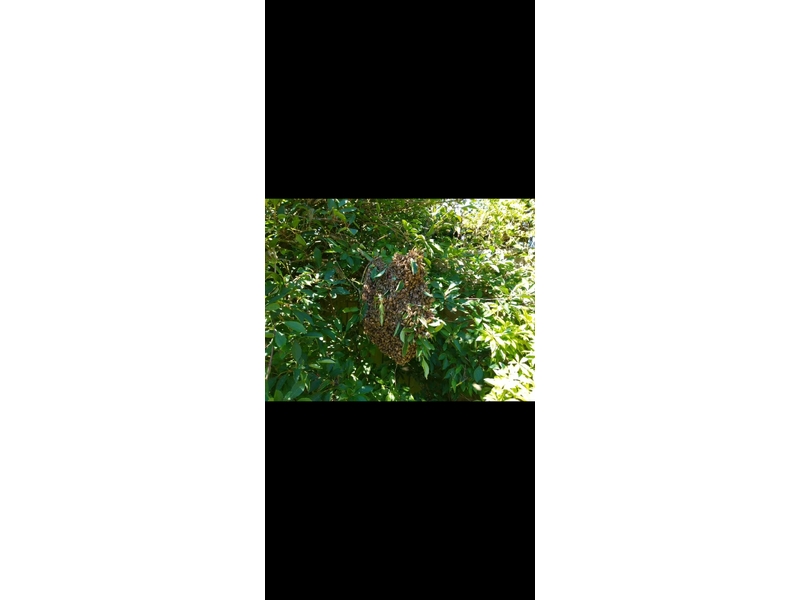 SWARM HELP FOR HONEY BEES . PLEASE CALL ME.   .