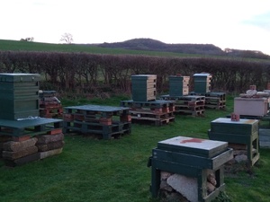 SWARM HELP FOR HONEY BEES . PLEASE CALL ME.   .   in Ventnor