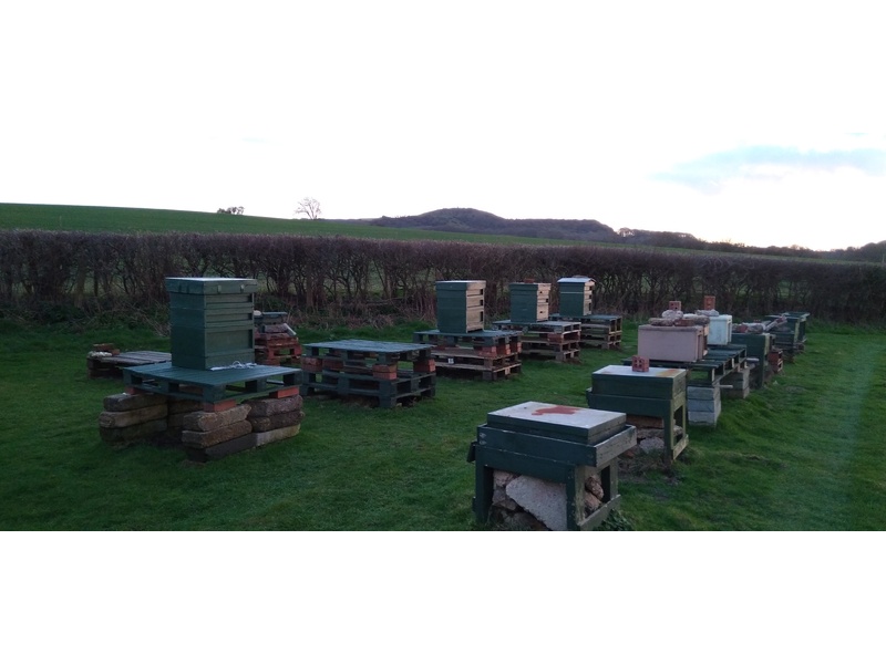 SWARM HELP FOR HONEY BEES . PLEASE CALL ME.   .   in Ventnor