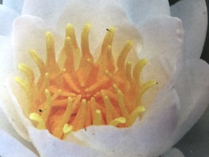 Deep water Lily in Shanklin