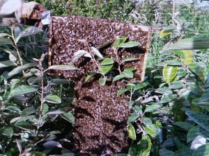 PLEASE CALL ME WHEN YOU SEE A SWARM OF HONEY BEES in Ventnor