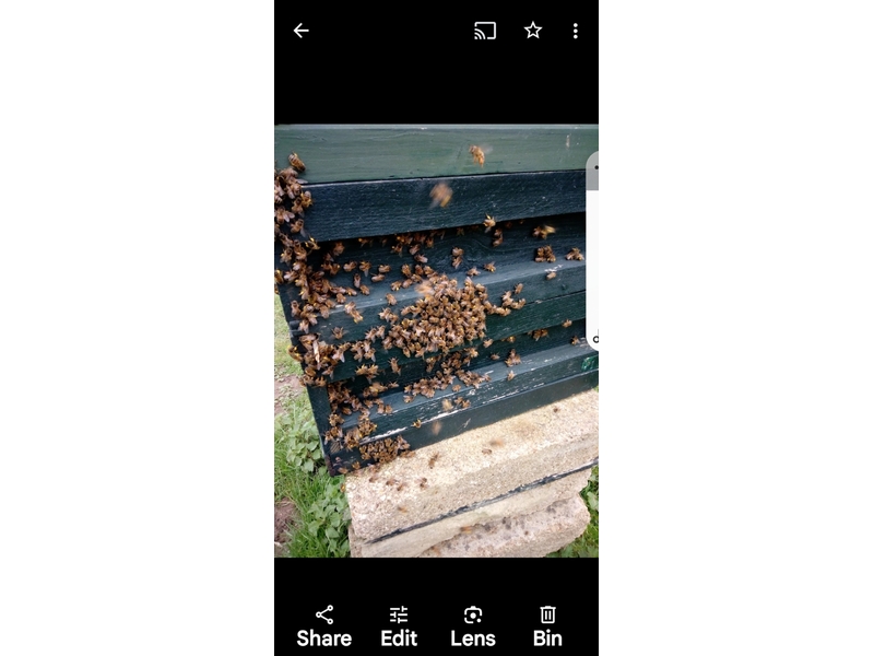 SWARM HELP  COLLECTION FOR HONEY BEES Other Garden Items in Ventnor