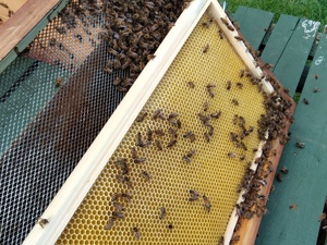 ARE YOU GIVING AWAY BEEHIVES  FOR FREE ? in Ventnor