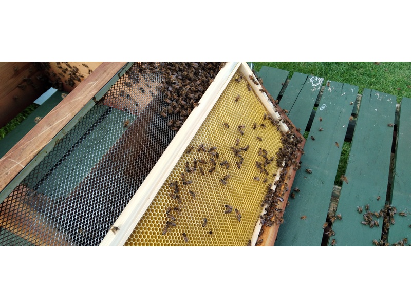 ARE YOU GIVING AWAY BEEHIVES  FOR FREE ? in Ventnor